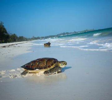 Watamu beaches bg1 360x320