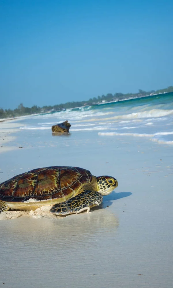 Watamu beaches bg1 600x1000