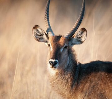 Waterbuck01 Hero 360x320