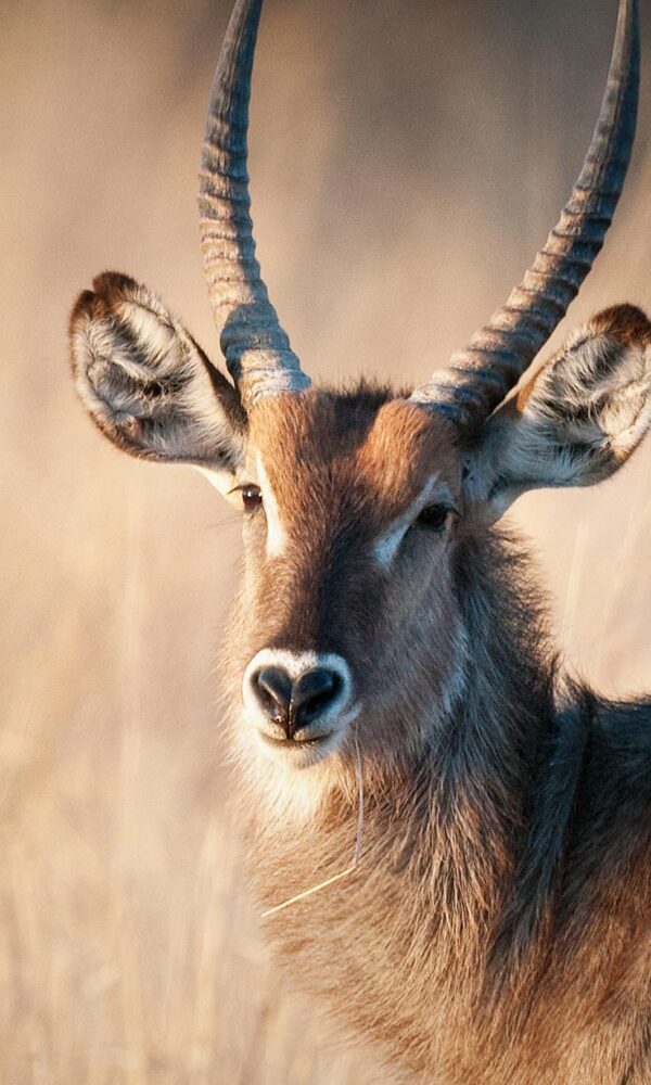 Waterbuck01 Hero 600x1000