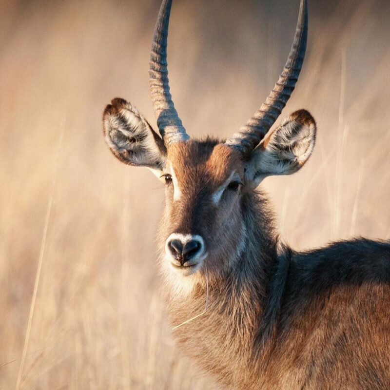 waterbuck01_Hero