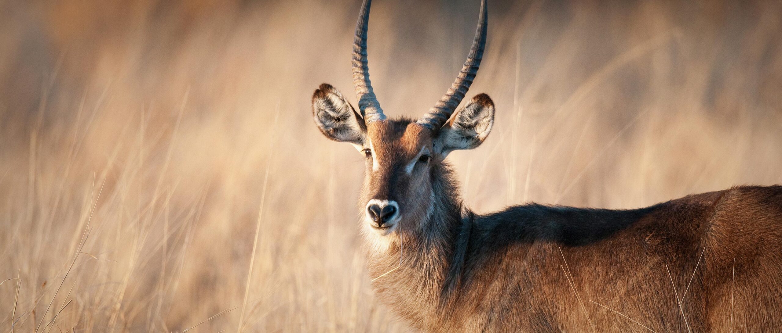 Waterbuck01 Hero scaled