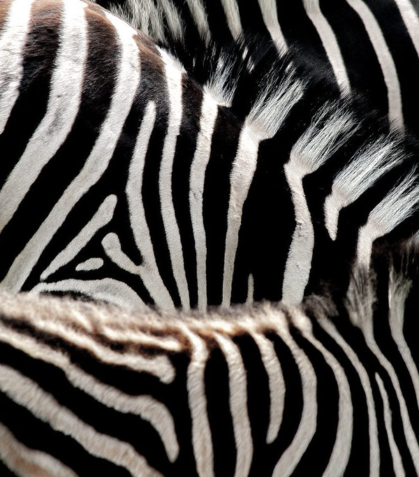 The Grévy's Zebra I Almost Mistook for a Plains Zebra