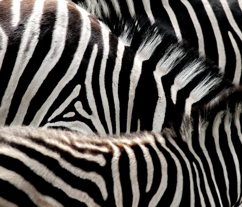 The Grévy's Zebra I Almost Mistook for a Plains Zebra The Grévy's Zebra I Almost Mistook for a Plains Zebra