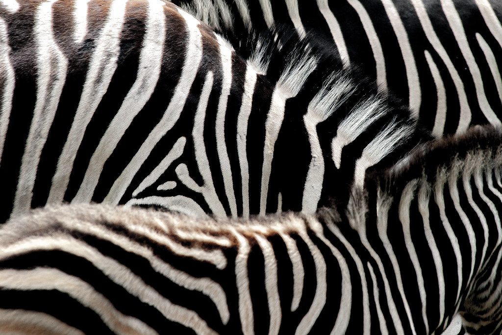 The Grévy's Zebra I Almost Mistook for a Plains Zebra