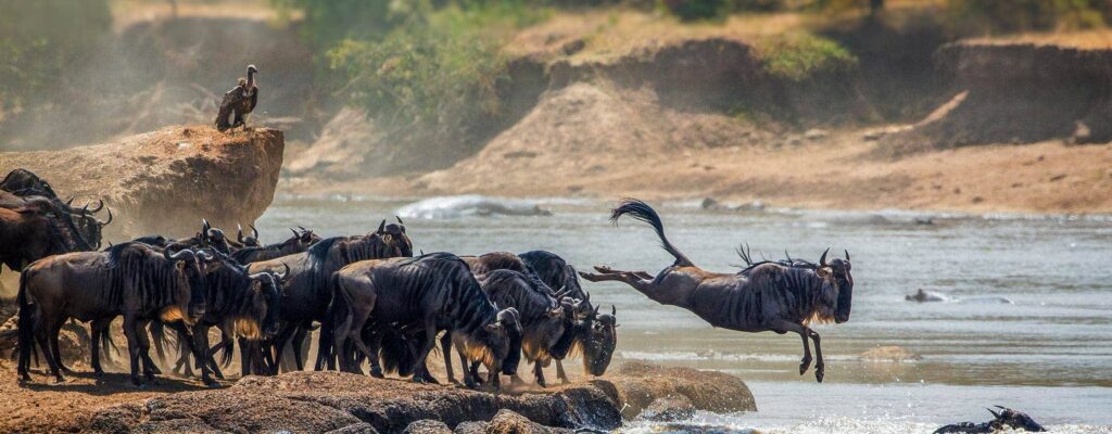4 Days Ngorongoro and Serengeti Safari20
