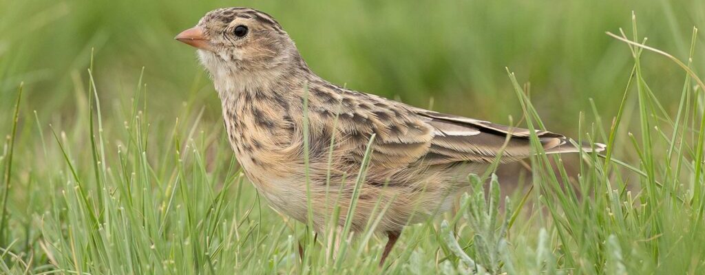 Africa’s Most Endangered Birds