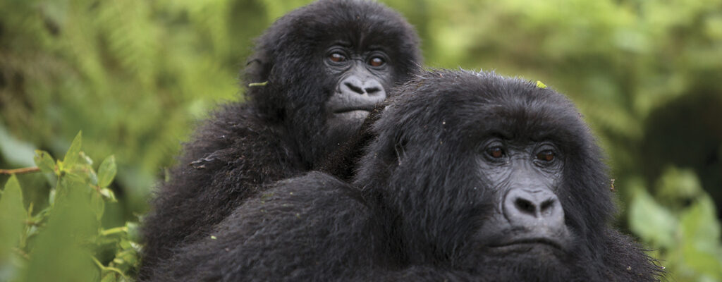 Agashya Gorilla Family Rwanda