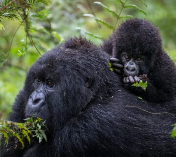 Amahoro Gorilla Family Rwanda2 1 360x320