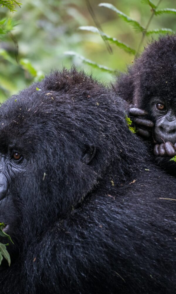 Amahoro Gorilla Family Rwanda2 1 600x1000