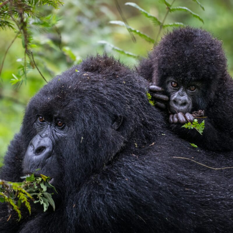 Amahoro Gorilla Family Rwanda2 Amahoro Gorilla Family Rwanda2