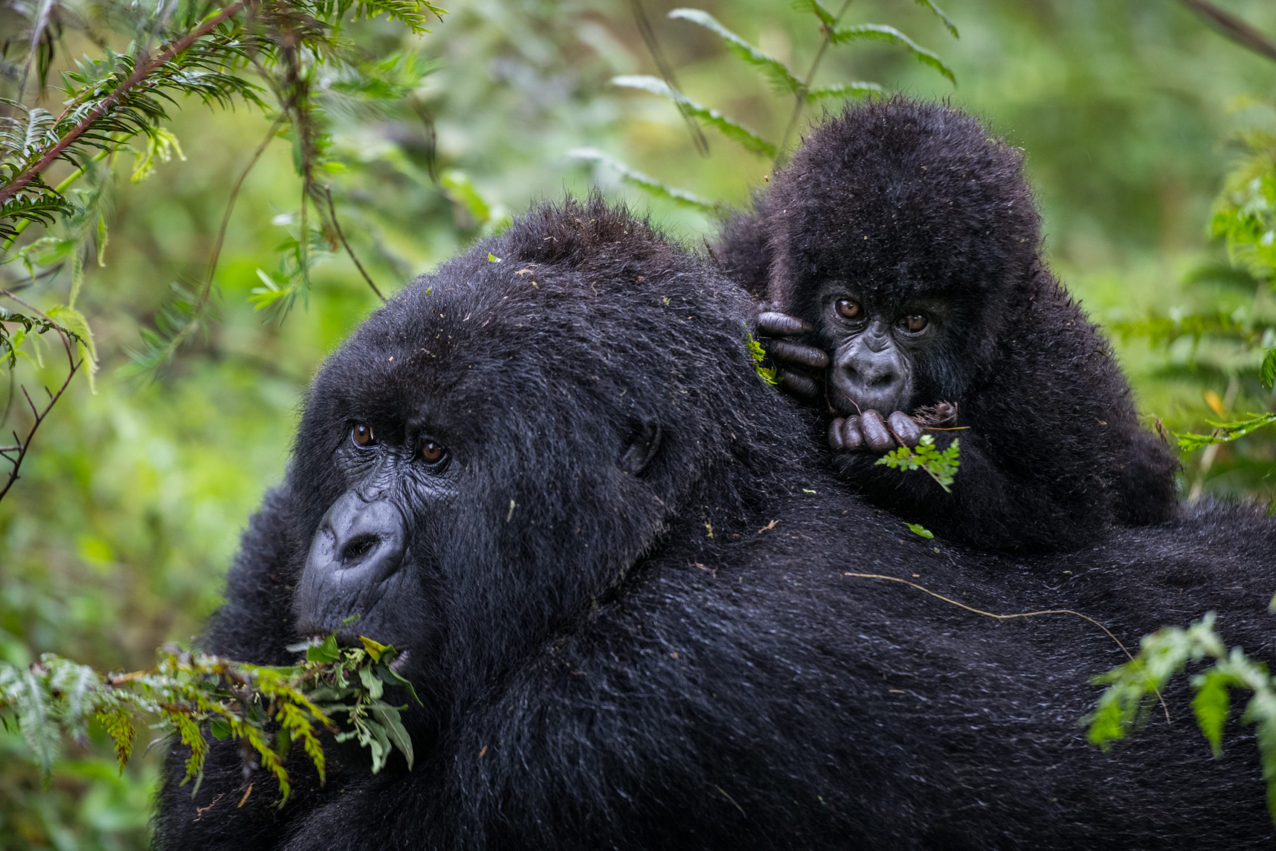 Amahoro Gorilla Family Rwanda2 1