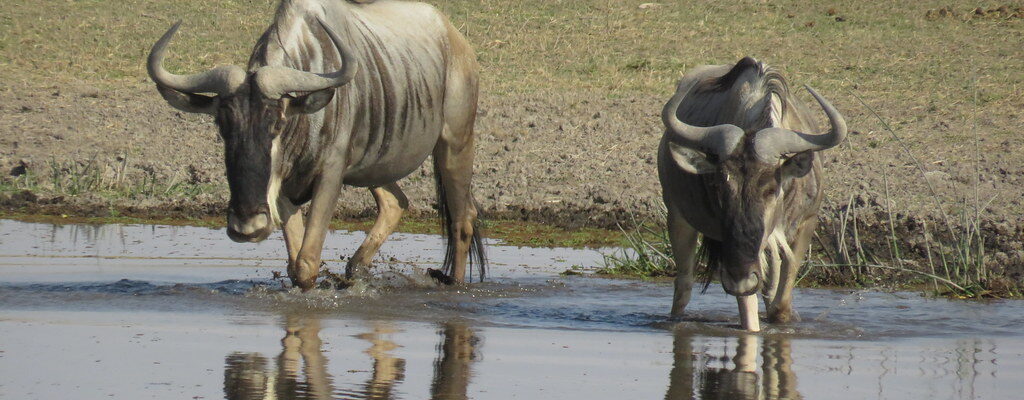 Amboseli4