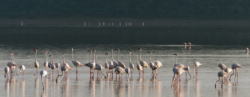 Beach Safaris in East Africa