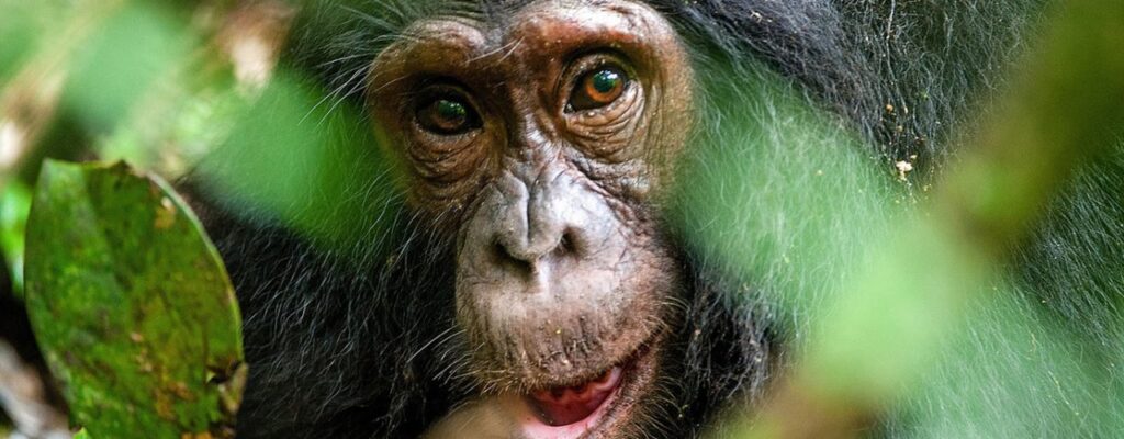 Best Time to Visit Kibale Forest for Chimpanzee Tracking2