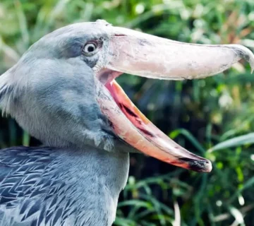 The Local Fishermen Protecting Uganda's Shoebills