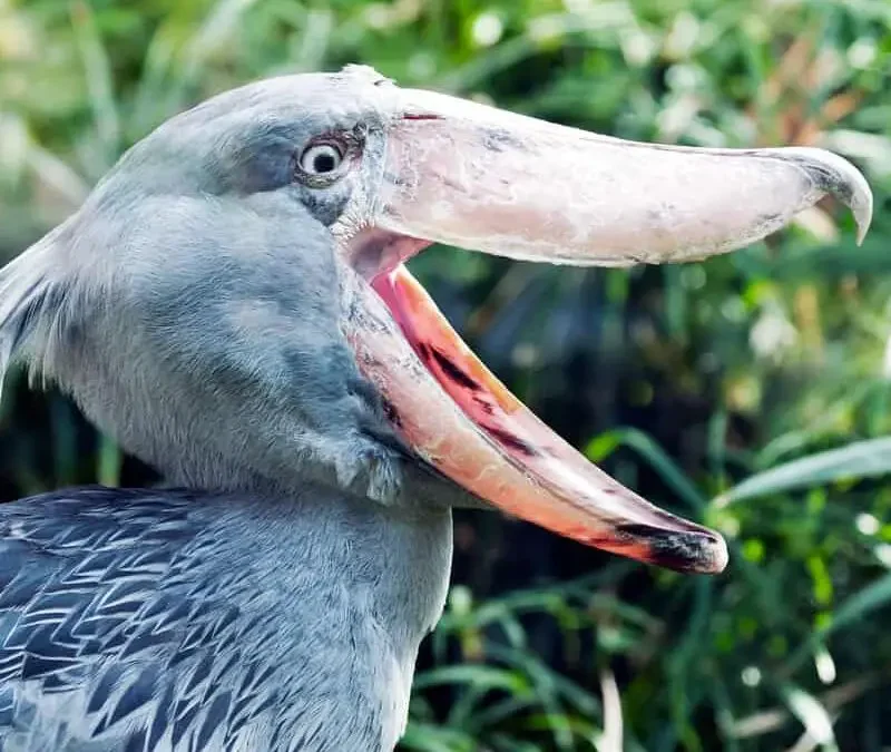Critically-Endangered-Shoebill The Local Fishermen Protecting Uganda's Shoebills