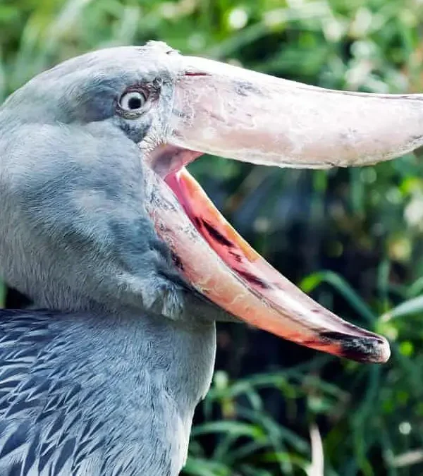 Ecotourism and the Shoebill: A Fragile Partnership