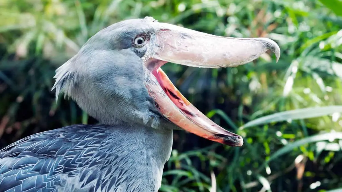 Ecotourism and the Shoebill: A Fragile Partnership