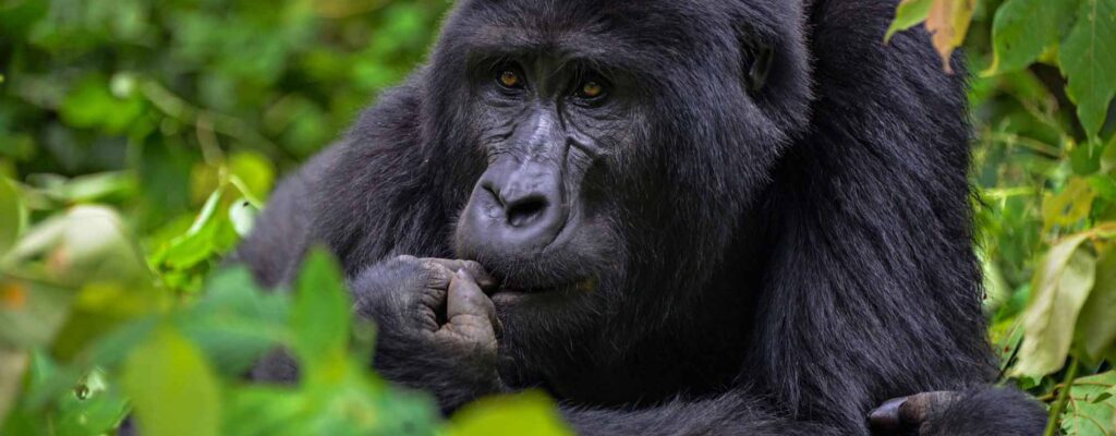 Eastern Lowland Gorilla Safaris Kahuzi Biega
