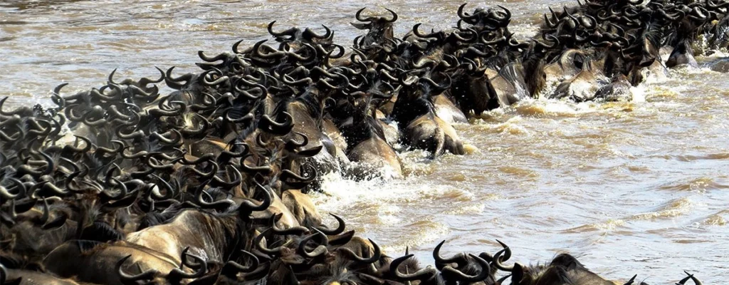 Flight to Northern Serengeti – Migration Safari4