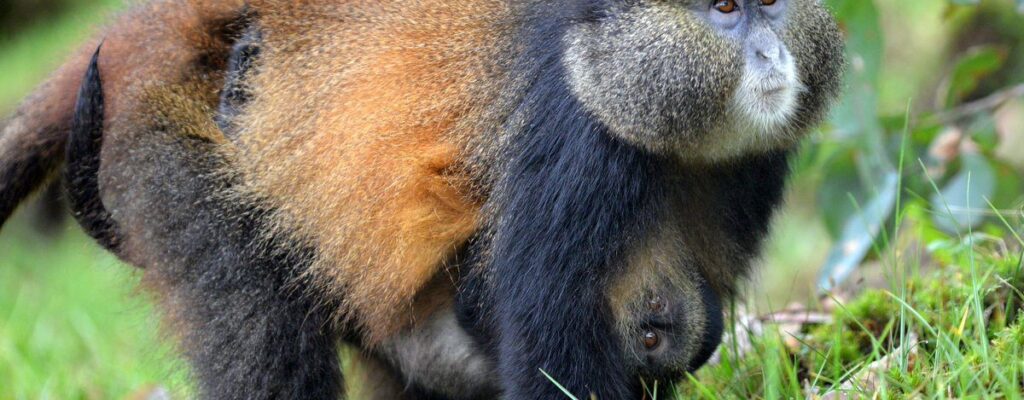 Golden-Monkey