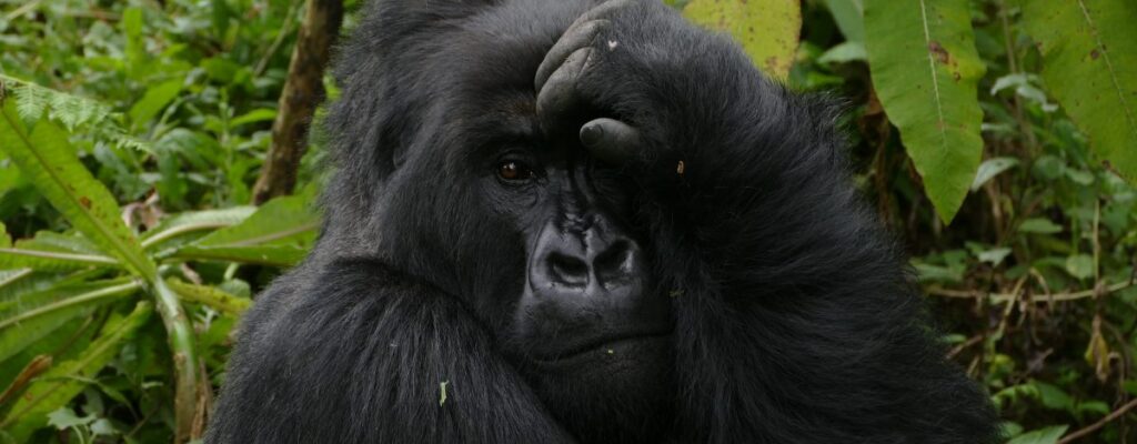 Gorilla Safari Altitude Sickness2