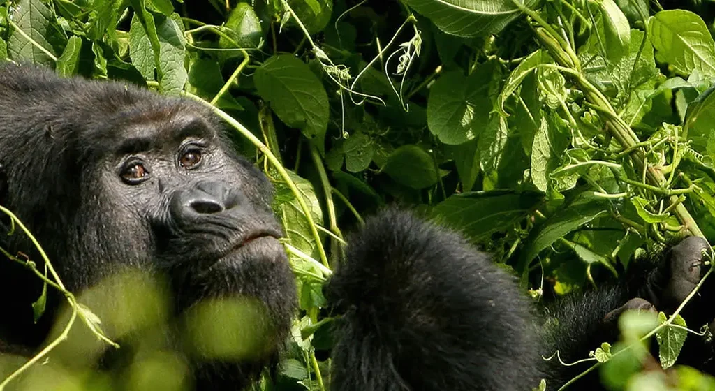 Gorilla Safari Lodges Volcanoes National Park Rwanda2 Gorilla Safari Lodges Volcanoes National Park Rwanda2