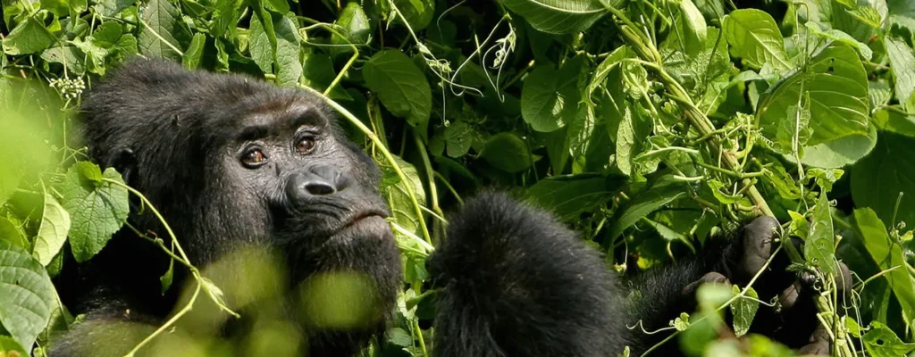 Gorilla Safari Lodges Volcanoes National Park Rwanda2