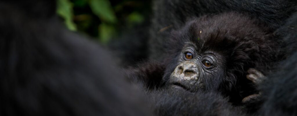 Gorilla Safari Permit Availability2