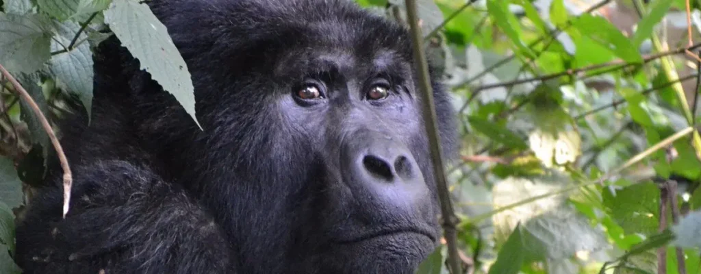 Gorilla Safari Trekking2