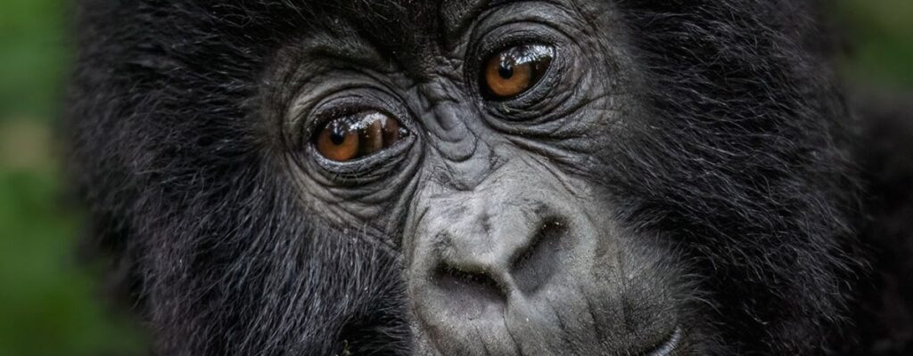 Gorilla Safaris from China2