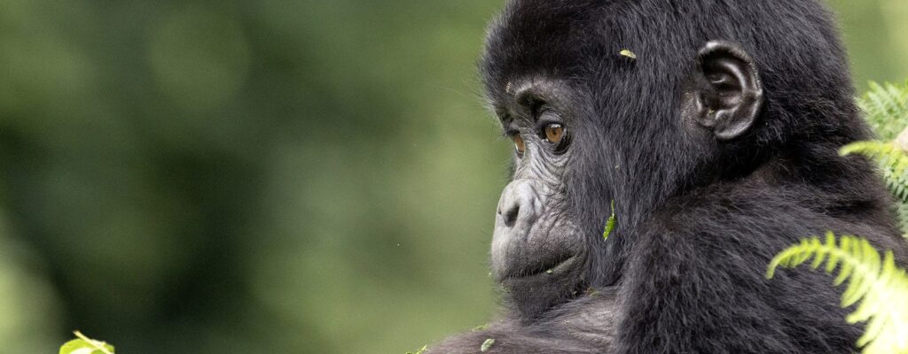 Gorilla Safaris from Denmark