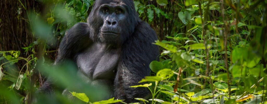 Gorilla Safaris from Ireland Gorilla Safaris from Ireland