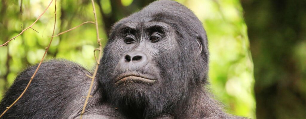 Gorilla Trekking in Uganda vs Rwanda vs DRC