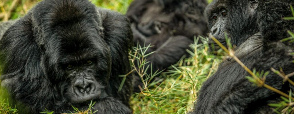 Gorilla Trekking in Uganda vs Rwanda vs DRC3