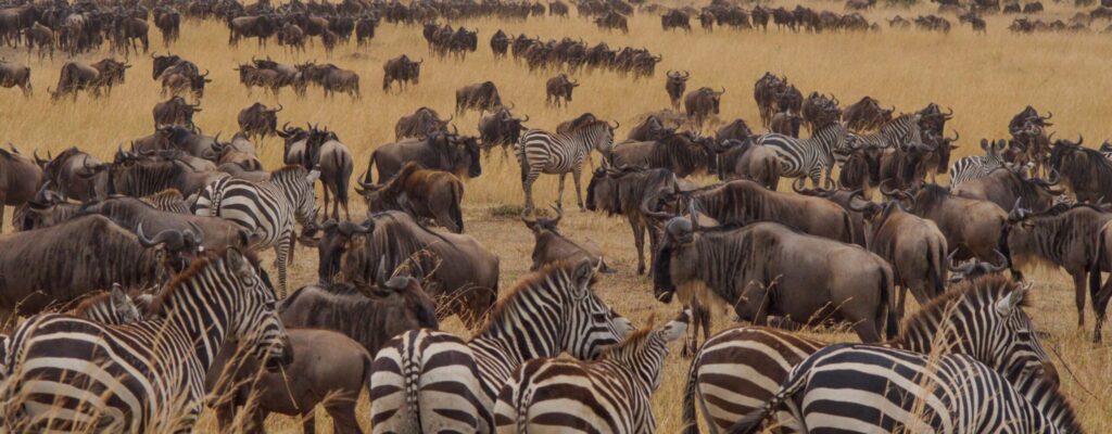 Great Migration and Ngorongoro Crater2