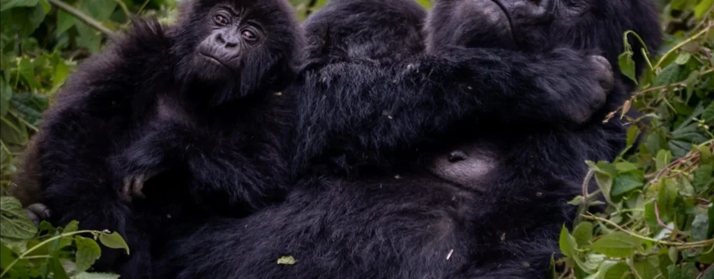 Hirwa Gorilla Family Rwanda2 Hirwa Gorilla Family Rwanda2