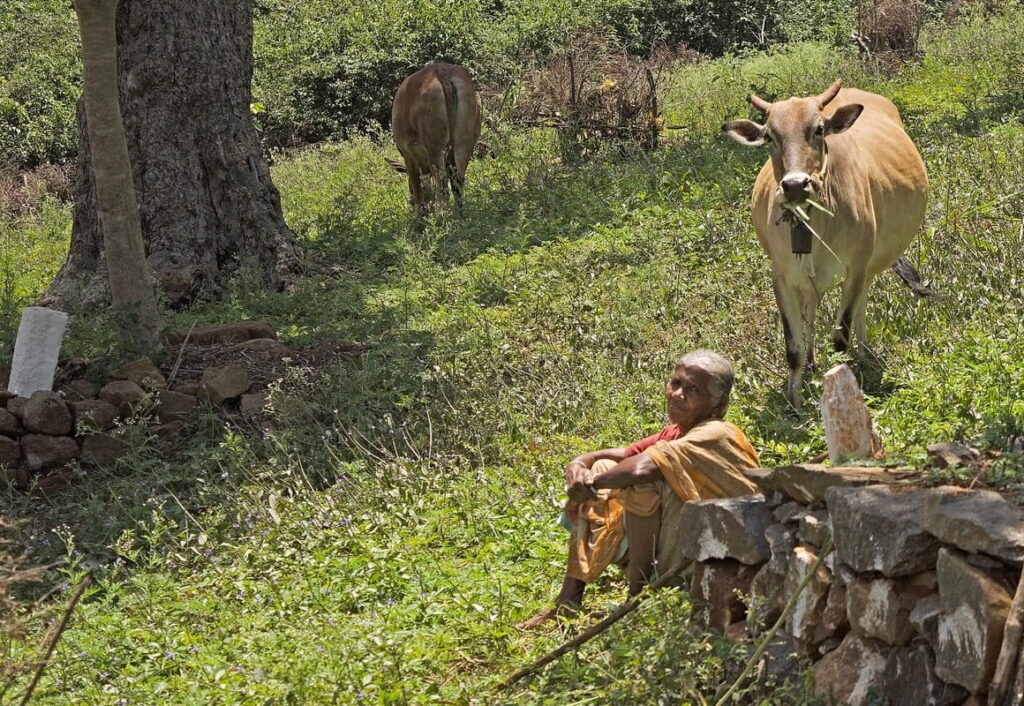 How Forests Feed Communities