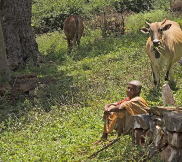 How Forests Feed Communities22 360x320