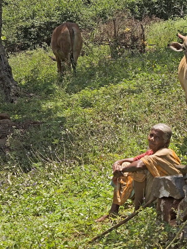 How Forests Feed Communities22 600x800