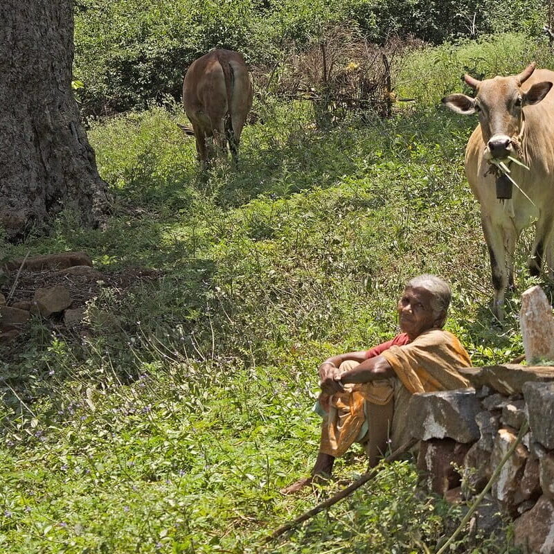 How Forests Feed Communities22 How Forests Feed Communities22