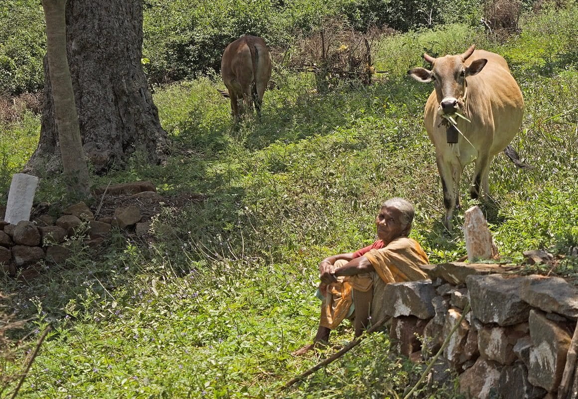 How Forests Feed Communities22