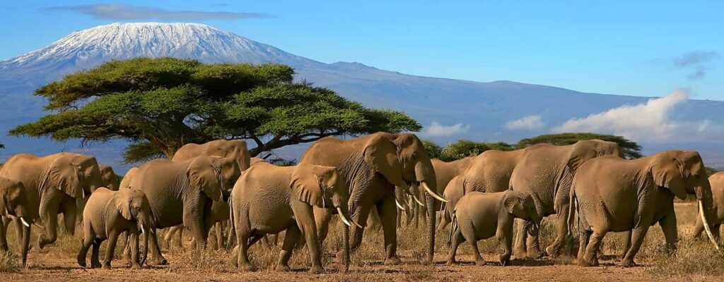 Kilimanjaro Wildlife