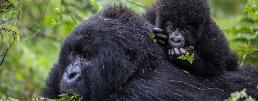 Kwitonda Gorilla Family Rwanda Kwitonda Gorilla Family Rwanda