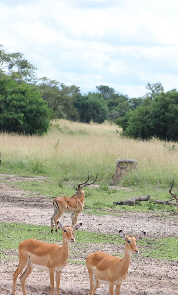 LAKE MBURO NATIONAL PARK11 600x990
