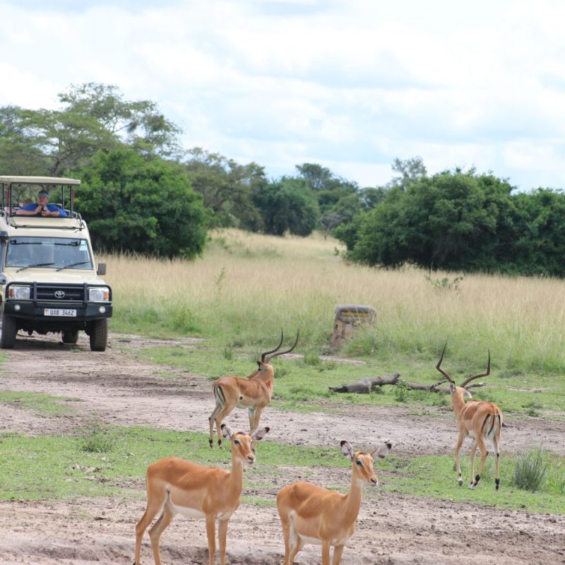 LAKE MBURO NATIONAL PARK11 LAKE MBURO NATIONAL PARK11