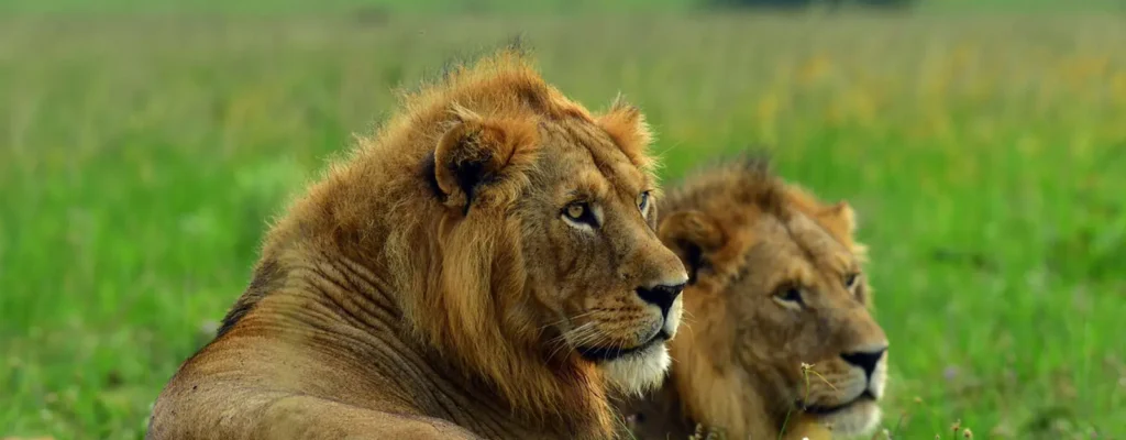 Lions of Murchison Falls2
