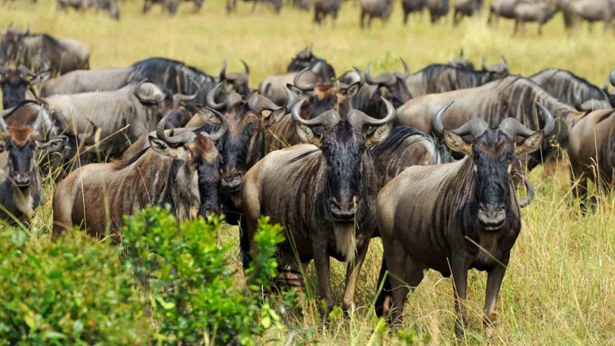 Kenya's Mara Conservancies: How They Reduce Crowding