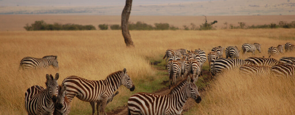 Masai Mara6 Masai Mara6